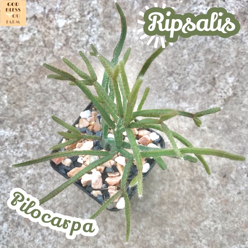 [ริพซาลิสปะการัง] Rhipsalis Pilocarpa ส่งพร้อมกระถาง แคคตัส Cactus Succulent Haworthia Euphorbia ไม้หายาก พืชอวบน้ำ