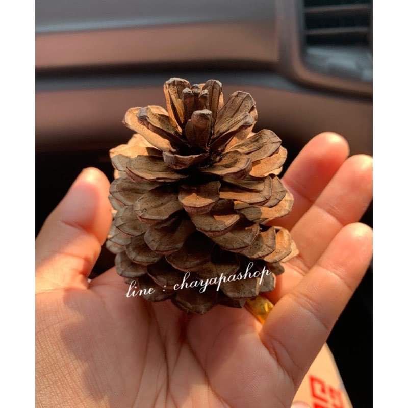 ลูกสน pinecone ราคาต่อ 1ลูก (ขั้นต่ำ 5ลูก) สีธรรมชาติ คละไซต์