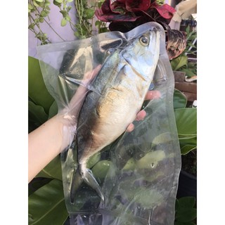 🐟 ปลาทูมันตัวใหญ่ ขนาด 4-5 ขีด แพ็ค 1 ตัว - ปลาทู ปลาทูมัน ปลาทูเค็ม ปลาทูหอม