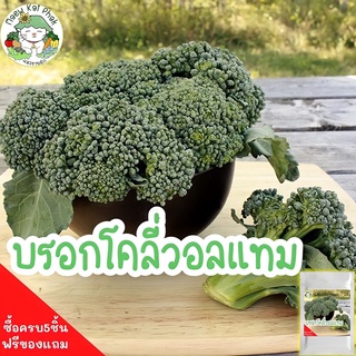 เมล็ดพันธุ์ บล็อคโคลี่วอลทัม Waltham 29 Broccoli 400 เมล็ด เมล็ดพันธุ์แท้ ผัก บร็อคโคลี่ วอทัม ปลูกง่าย เมล็ดพันธุ์แท้ นำเข้าจากต่างประเทศ ปลูกผักสวนครัว เมล็ดผัก ขายดี พร้อมส่ง