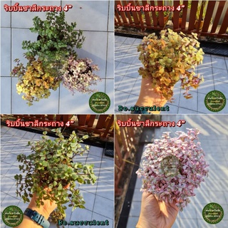 ต้นไม้ ริบบิ้นชาลี กระถาง 4นิ้ว ริบบิ้นชาลีสีชมพู ริบบิ้นชาลีสีทอง ริบบิ้นชาลีสีเขียว