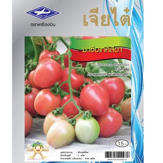 มะเขือเทศสีดา Tomato เจียใต๋