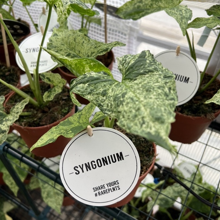 มุมมอง 5