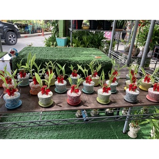 ไผ่กวนอิม4ต้นผูกโบว์พร้อมหินเกล็ดสีขาวและกระถาง+จานรอง(ไซส์มินิ)