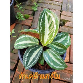 （คุณภาพสูง เมล็ด）ต้นคล้าแตงโม ค้าขายร่ำรวย (Calathea) ต้นไม้มงคล ไม้ฟอกอากาศ ปลูกในกระถาง 6 น/ง่าย ปลูก สวนครัว เมล็ด BY