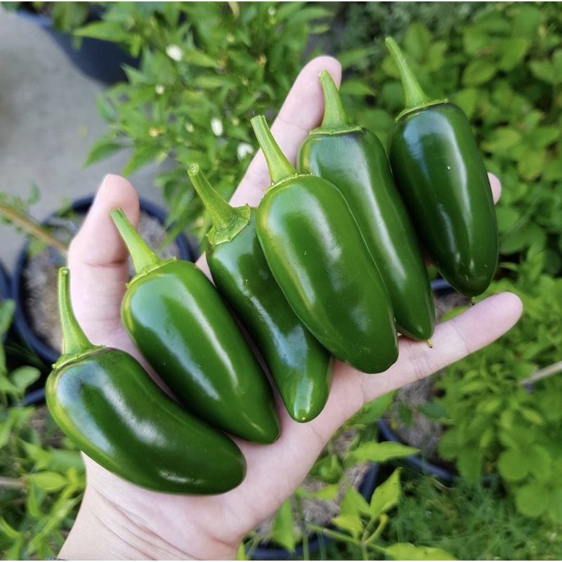 เมล็ดพันธุ์  **เมล็ดพันธุ์**พริกจาราปิโน่ (Jalapeno Pepper) พริกแม็กซิกันนำเข้า พันธุ์แท้100% สายพันธุ์ OP