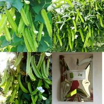 เมล็ดถั่วพูเขียวดก ซอง15 เมล็ด50 บาท