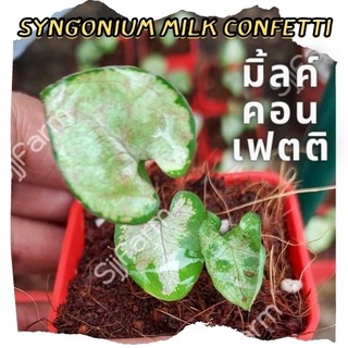 1 กระถาง ต้นเงินไหลมาไซโกเนียมมิ้วคอนเฟตติ Syngonium milk confetti ขนาดกระถาง 2.5นิ้ว จัดส่งแบบยกกระถาง คละต้นส่ง