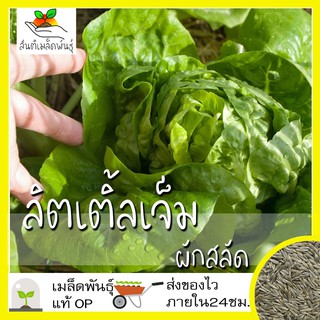 เมล็ดพันธุ์ ผักสลัด ลิตเติ้ลเจ็ม 1000 เมล็ด Little Gem Lettuce เมล็ดพันธุ์แท้ นำเข้าจากต่างประเทศ ปลูกผัก โตไว ปลูกง่าย