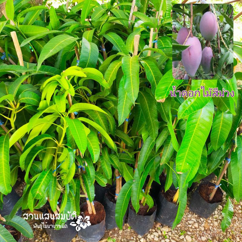 มะม่วงน้ำดอกไม้สีม่วง ต้นกิ่งทาบ ขนาดต้นสูง 80-150 เซนติเมตร