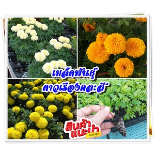 เมล็ดพันธุ์ดาวเรืองคละสี รวม 3 สีในซองเดียวกัน (สีเหลือง ส้ม ขาววนิลา) จำนวน100-120 เม็ด/ซอง