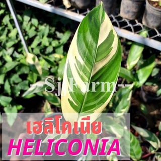 (1 ต้น)พร้อมจัดส่ง ต้นเฮลิโคเนียด่างลายฟลอริด้า Variegated heliconia ต้นธรรมรักษา ไม้ฟอกอากาศ คละความสูง/ต้น ส่งยกกระถาง