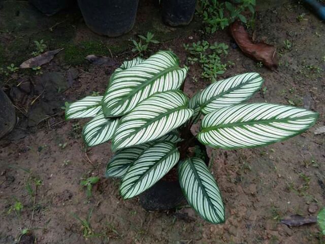 คล้าเสน่ห์ขุนแผน ขุนแผนเรียกทรัพย์ไม้มงคล ใบลายสวยมาก