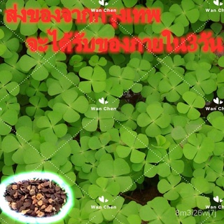 （เมล็ดพันธุ์ ถูก คละ）เมล็ดพันธุ์ โคลเวอร์ (Three Leaf Clover Seeds) Flower Seeds บรรจุ 200 เมล็ด เมล็ดพันธุ์แท้  ต้นดอกไ