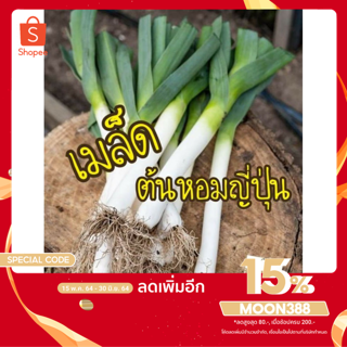 เมล็ด ต้นหอมญี่ปุ่น100 เมล็ด 10บาทเมล็ดแท้นำเข้า