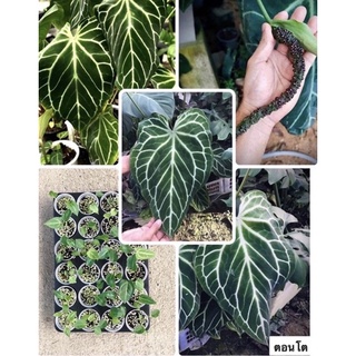 Anthurium Crystallinum (ต้นหน้าวัวใบไม้สะสมไม้หายาก)ราคาถูก🔥