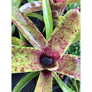 สับปะรดสี   Neo Hybrid ต้นนี้เลย  #bromeliad# ต้นไม้สวยงาม# ไม้ประดับ# ตกแต่งสวน # พืชทนแล้ง