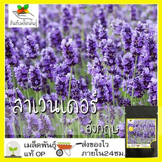 เมล็ดพันธุ์ ลาเวนเดอร์ อังกฤษ 200 เมล็ด English Lavender Seed เมล็ดพันธุ์แท้ นำเข้าจากต่างประเทศ ปลูกผัก สวนครัว ถูกดี