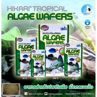 Hikari Tropical Algae Wafers 🐟🎊🎉🌈🤍 อาหารปลาซัคเกอร์ ปลาแพะ ปลาหมู 🐟🐷💙