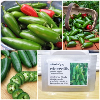 เมล็ดพันธุ์ พริกจาราปิโน่ (Jalapeno Pepper Seed) บรรจุ 70 เมล็ด คุณภาพดี ราคาถูก ของแท้ 100%