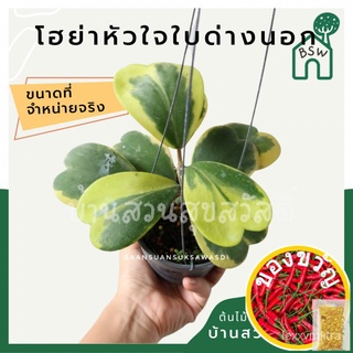 เมล็ดอวบอ้วน100%โฮย่าหัวใจ หัวใจทศกันต์ ใบด่างนอก ขนาด 4-6 ใบ มาในกระถางพร้อมลวดแขวนเมล็ดพันธุ์ZinniaKaleRussianManilaPu