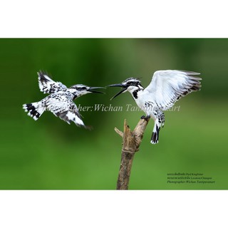 ภาพถ่ายนกนกกระเต็นปักหลัก Pied Kingfisher ขนาด12X18นิ้ว(เฉพาะภาพไม่มีกรอบ)