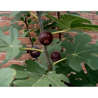 ต้นมะเดื่อฝรั่ง Figs ต้นฟิกส์ สายพันธุ์ Tennessee Mountain ต้นกล้า รากแน่นๆ พร้อมให้ผลไม่เกิน 6 เดือน