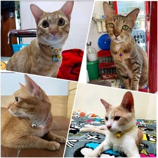 Fidoz​ factory​ สร้อยคอสัตว์เลี้ยง 💕 สร้อยสแตนเลส & อลูมิเนียม สร้อยคอหมาแมว​ ปลอกคอสัตว์​เลี้ยง​