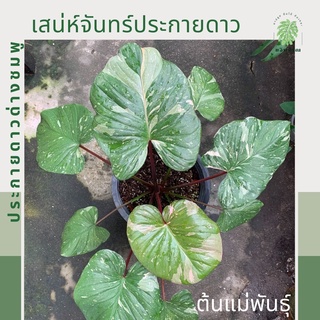 เสน่ห์จันทร์ประกายดาว ด่างชมพู | ประกายดาวด่างชมพู | Homalomena Rubescens Variegated | ไม้มงคล ไม้สะสม