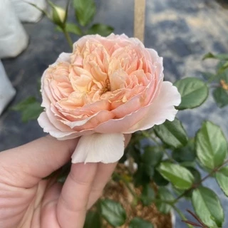 กุหลาบ 🌹 Masora มาโซระ กุหลาบญี่ปุ่น ดอกหอมแรง แบบถุง