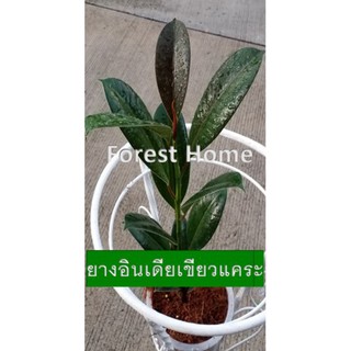 ต้นยางอินเดียเขียวแคระ (สองกระถาง 199 บาท)