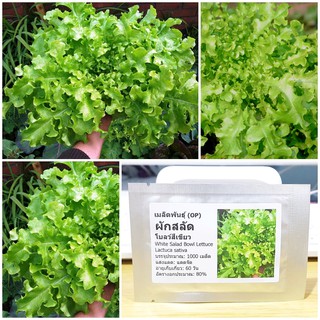 เมล็ดพันธุ์ ผักสลัด โบลว์สีเขียว (White Salad Bowl Lettuce Seed) บรรจุ 1000 เมล็ด คุณภาพดี ของแท้ 100%