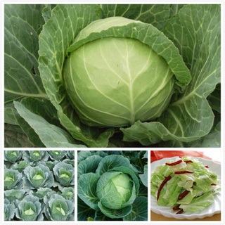 Wow Wow++ เมล็ดพันธุ์ เขียวปลี Brassica Oleracea Seeds Vegetable Seeds เมล็ดพันธุ์ผัก ผักออแกนิค แต่ละแพ็คมี 200 เมล็ด