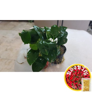 Anubias nana , petite , snow white, pangolino, bolbitis Aquatic plants(Its a seed, not a plant!)香菜/seeds/裙子/手链/帽子/园艺/鲜花