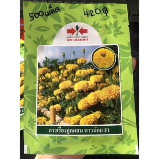 🌼เมล็ดพันธุ์ดาว ดาวน้อย รุ่น 500 เมล็ด 🔥พันธุ์ดี ทน ปลูกง่าย เป็นที่ต้องการตลาด🔥