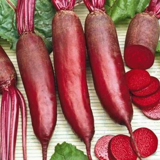 เมล็ดพันธุ์ หัวบีทรูท ไซลินดรา (Cylindra Beet Seed) บรรจุ 20 เมล็ด