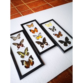 Vintage Real Wood Framed Insect Collectible Home Decoration Display กรอบรูป ของขวัญ ของสะสม ผีเสื้อ แมลงสต๊าฟ กล่องแมลง