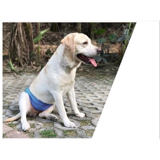 Ming โอบิสุนัขตัวผู้ โอบิแบรนด์ญี่ปุ่น DogLemi ผ้าอ้อมรัดเอวสุนัขตัวผู้ ซักได้ พร้อมส่ง