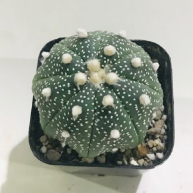 แอสโตรไฟตั้ม Astrophytum แคคตัส