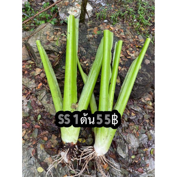 1แถม1 SS55บอนกระดาดยักษ์ #อโลคาเซีย #ต้นบอนกระดาด #บอนกระดาดยักษ์ #หูช้าง #บอนยักษ์ #บอนกระดาด