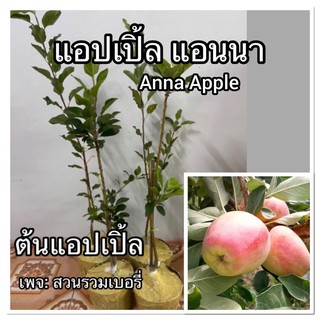 ต้นแอบเปิ้ล แอนนา ติดผลในไทย แอ๊บเปิ้ล Anna Apple