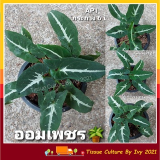 ออมเพขร ออมประกายเพชร ใบกำมะหยี่กระถาง 6 นิ้ว พร้อมส่ง Syngonium wendlandii Schott ไม้มงคล มีเงินเก็บเหลือกินเหลือใช้