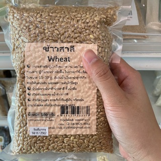 ข้าวสาลี Wheat 500กรัม 🌾