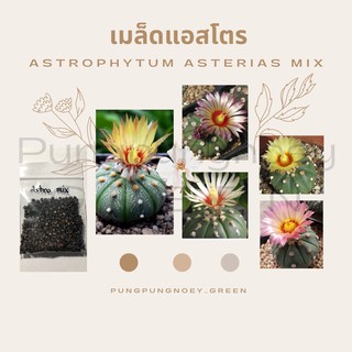 เมล็ดกระบองเพชร เมล็ดแคคตัส เมล็ด Astro mix 100 เมล็ด