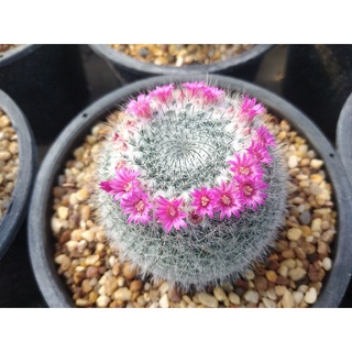 🌵💥แมมแม่เฒ่า💥🌵 Mammilaria hahniana ไม้เมล็ด ขนาด 2.5-5 ซม. ต้นกระบองเพชร  ต้นแคคตัส (แคคตัส กระบองเพชร)