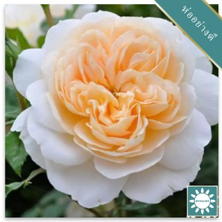 30 เมล็ด เมล็ดพันธุ์ กุหลาบ สีส้ม พันธุ์ Lady Marmalade Rose Seeds ดอกใหญ่