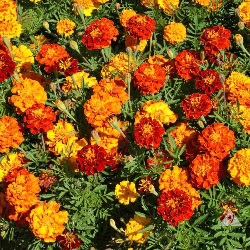 เมล็ดพันธุ์ ดาวเรือง สปาร์คกี้คละสี ดาวเรืองฝรั่งเศส (Sparky French Marigold Mix Seed) 150 เมล็ด ของแท้ 100%4