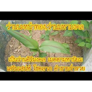 3 เหง้า ว่านนะหน้าทองหัวสด