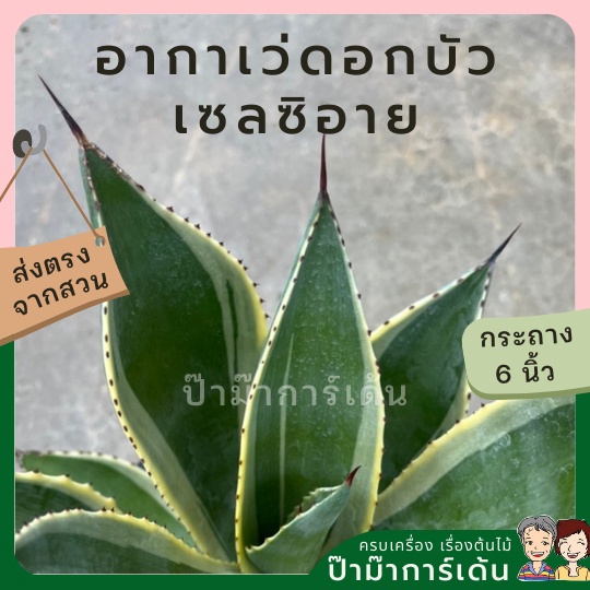 มุมมอง 2