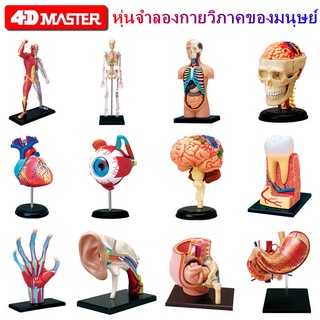 4DMASTER Human Model Anatomical Medical Internal Organs Anatomy Assembled Model Medical Teaching ToysDIY MDVY